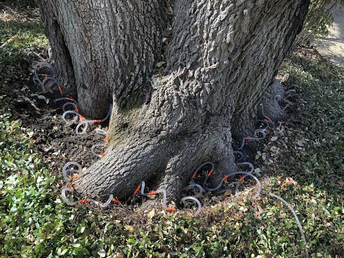 Detailed Tree Cabling and Bracing job site in Brumley