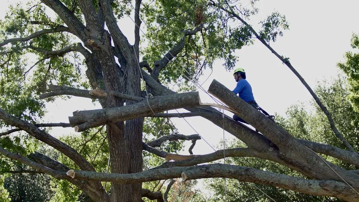 Professional Crown Thinning performed by certified arborists in Brumley